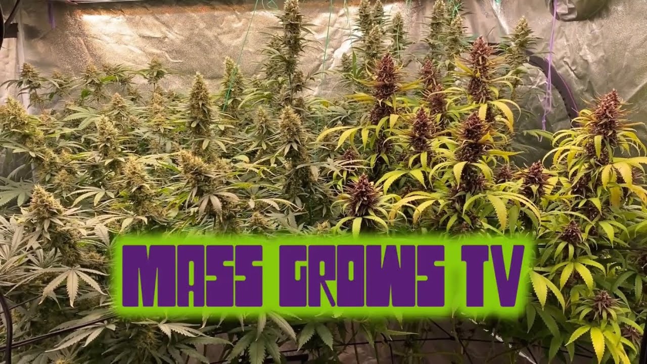 Putang Grow - Week 7 Of Flowering