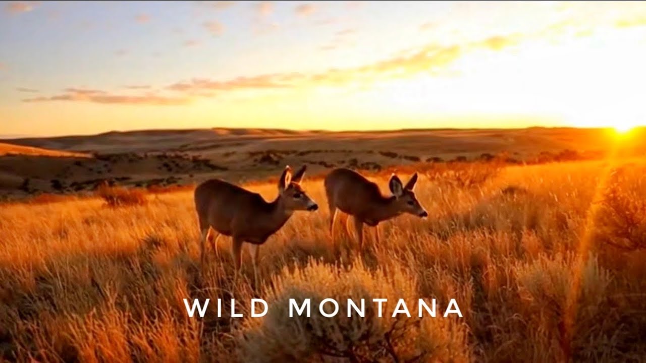 Deer Encounters in Rural Montana | Cinematic Drone Film