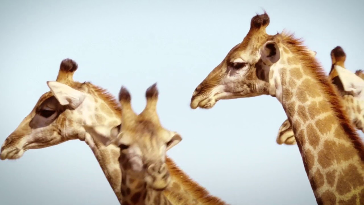 Giraffe Walking Safari