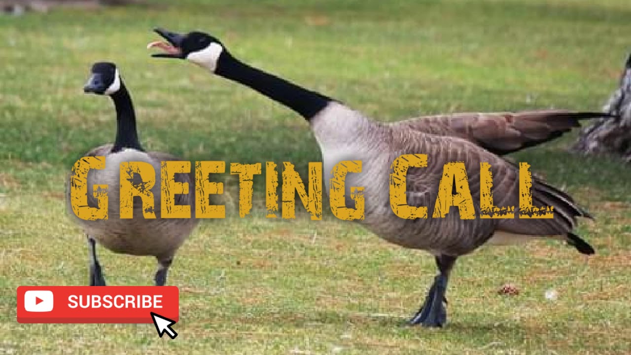 Duck Hunting Call - Canadian Goose Greeting - Free Download