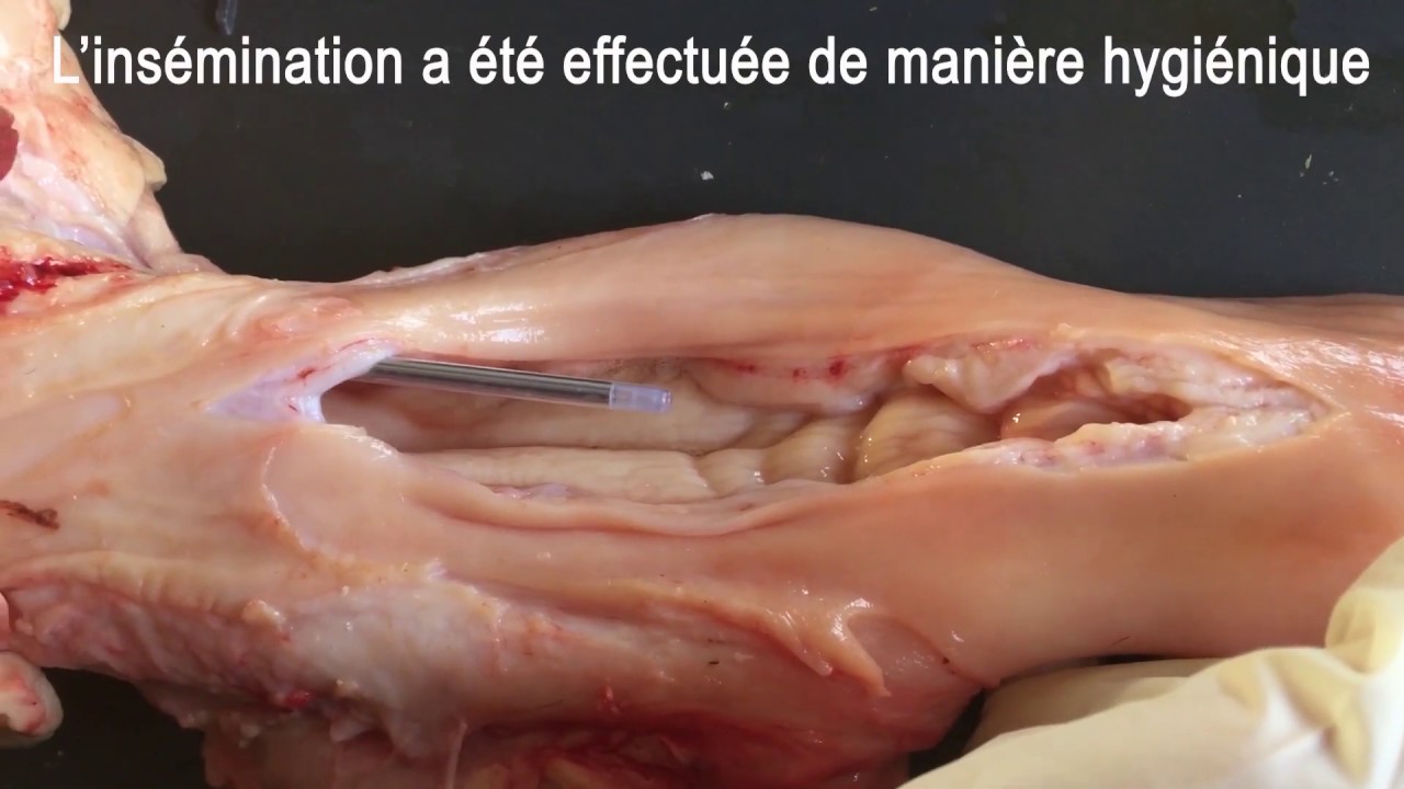 Insemination avec une chemise sanitaire