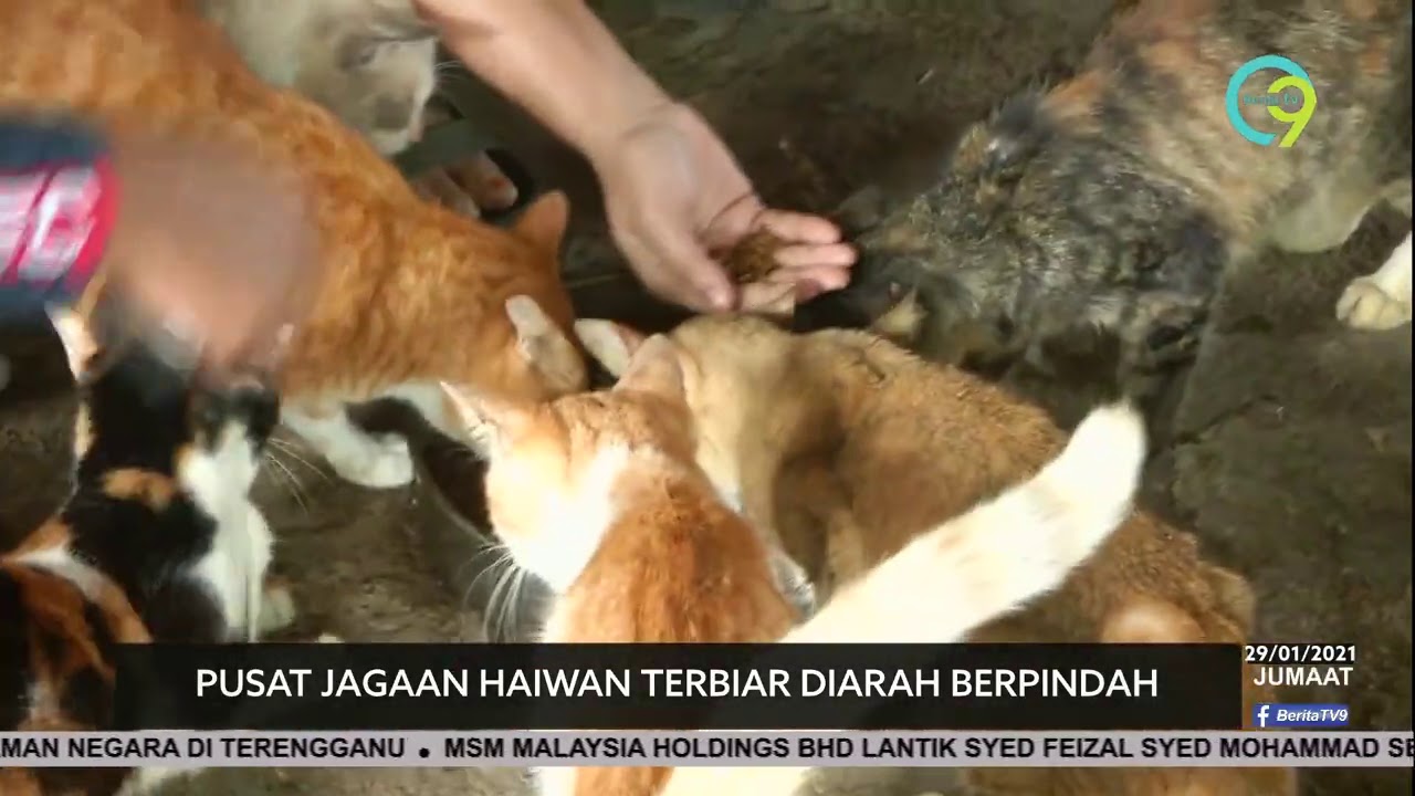 Pusat Jagaan Haiwan Terbiar Diarah Berpindah