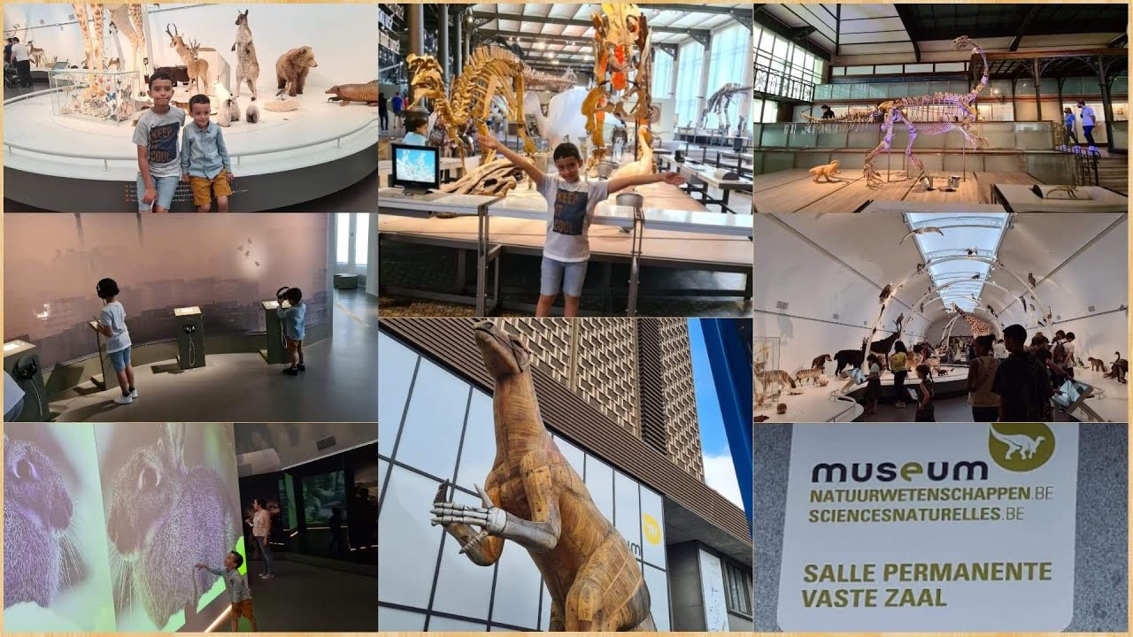 VIVEZ UNE NOUVELLE EXPÉRIENCE AU MUSÉE DE SCIENCES NATURELLES À BRUXELLES ,DÉCOUVREZ,JOUETS, AMUSANT