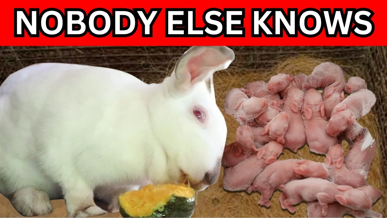 The Secret to Successful Bunny Breeding: Rabbit Pregnancy Care & Kindling Tips