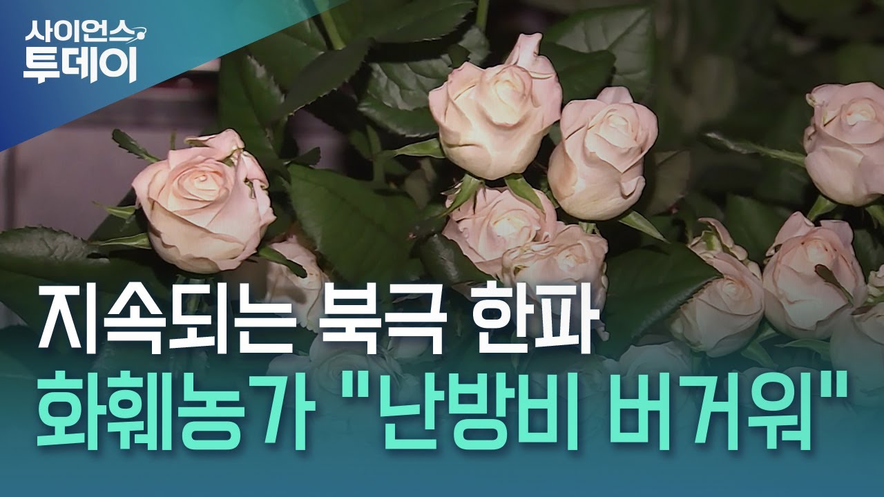 한파에 꽃 시들까 불안...화훼농가 