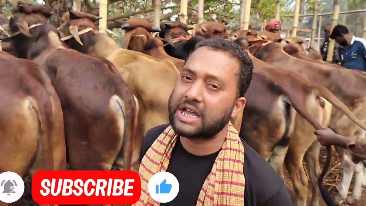 দর্শক মানিক নগর হাঁটে কি দামে ষাঁড় গরু বিক্রি হলো। 