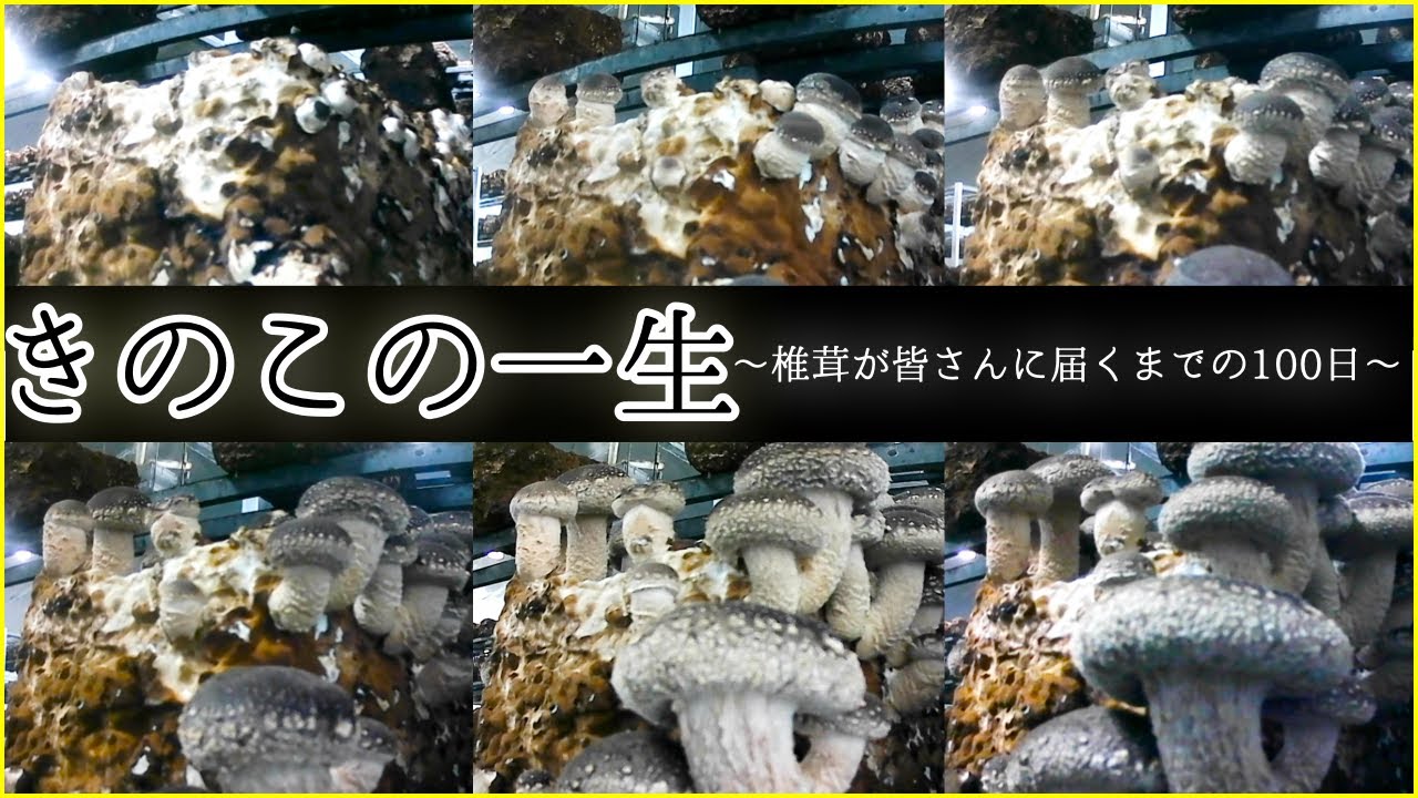【実録】きのこ完全密着 | しいたけの全貌を初公開