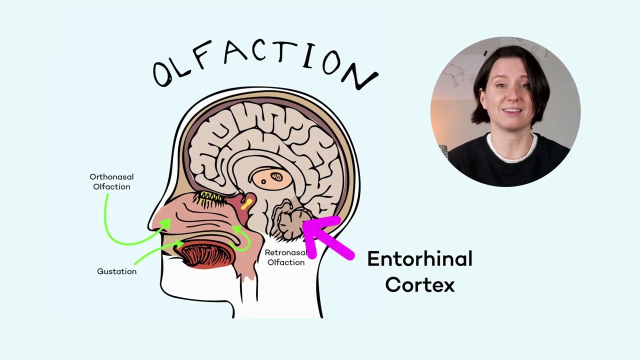 Wine Tasting Can Train Your Brain? (Finding Flavors)