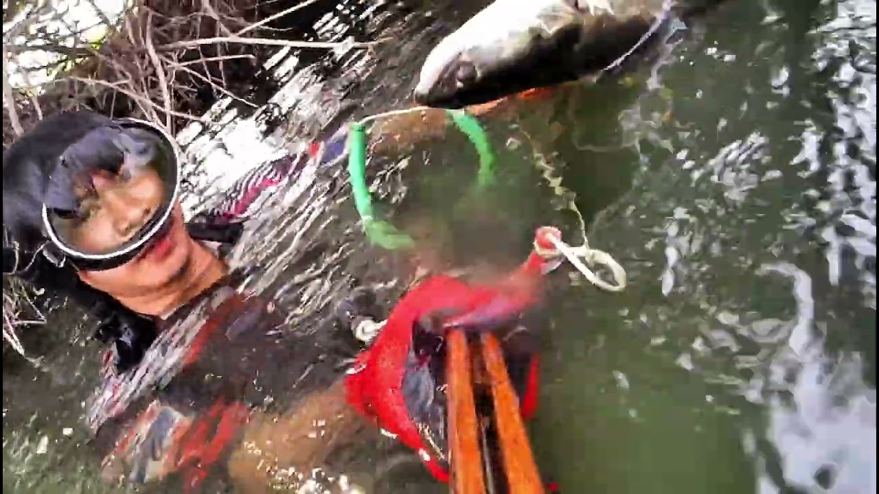 หายากมากปลาชะโดแถวบ้าน#fishing #carpfishing #ผู้ติดตาม#ปลาชะโด 