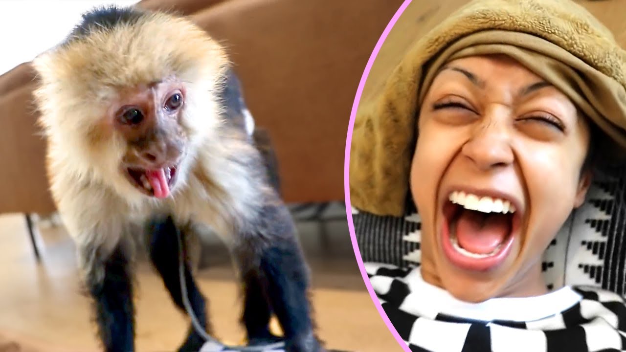DAVID SURPRISING FRIENDS WITH ANIMALS | TOP VLOG SQUAD MOMENTS