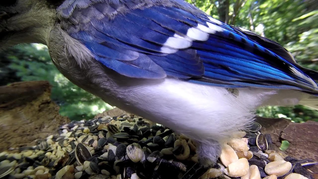 Blue Jay with fly under wing*catbird*nuthatch* Rain On Pond