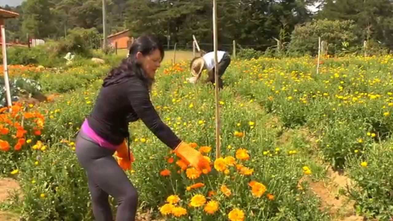 Aromáticas medicinales en Escuela de Campo