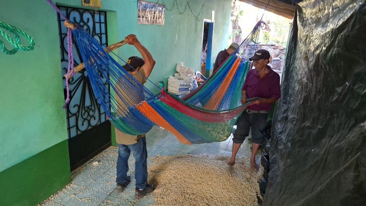 Alcohol 90 se puso a aporrear el maíz 🌽 en amaca 😱