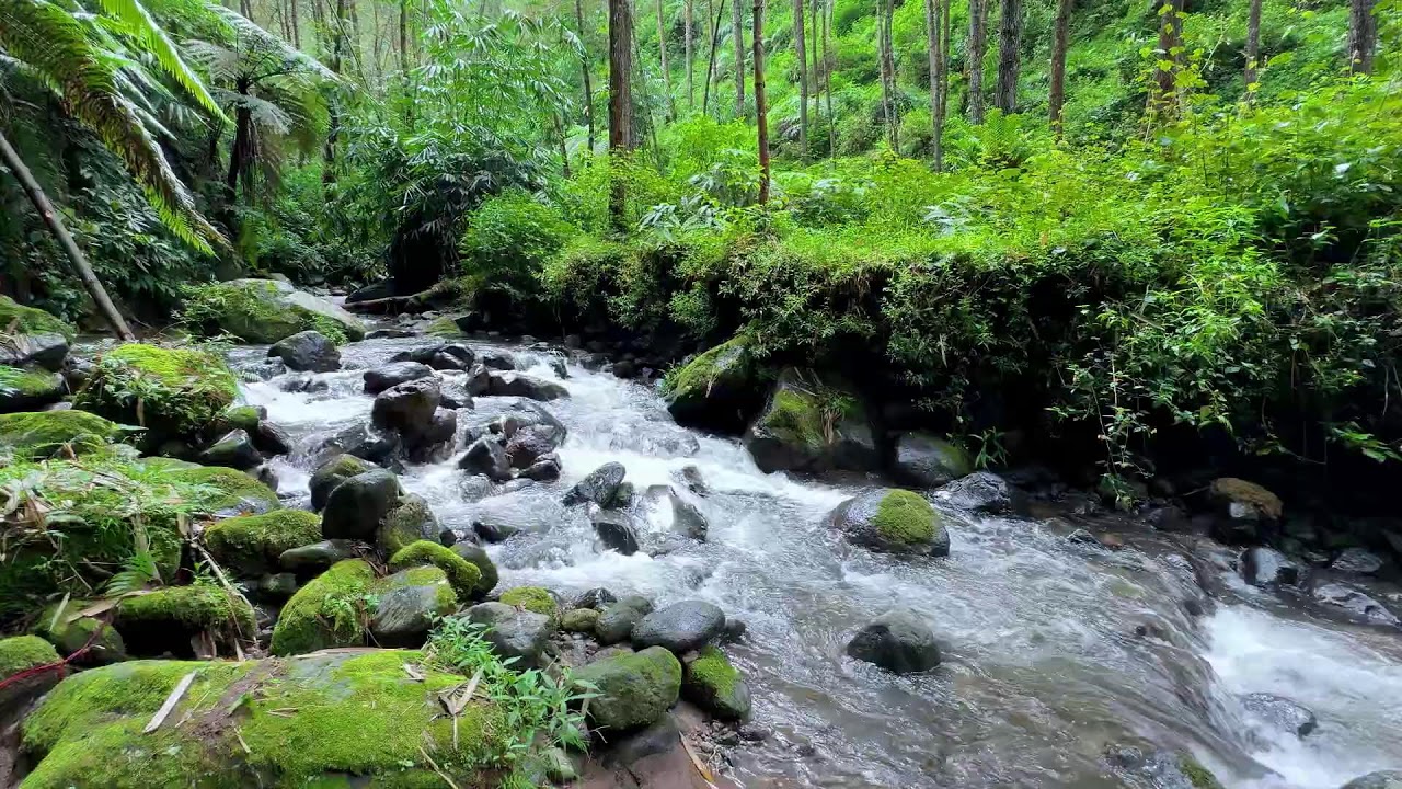 Feel safe at night with calming river sound beneath daylight forest trees for peaceful sleep