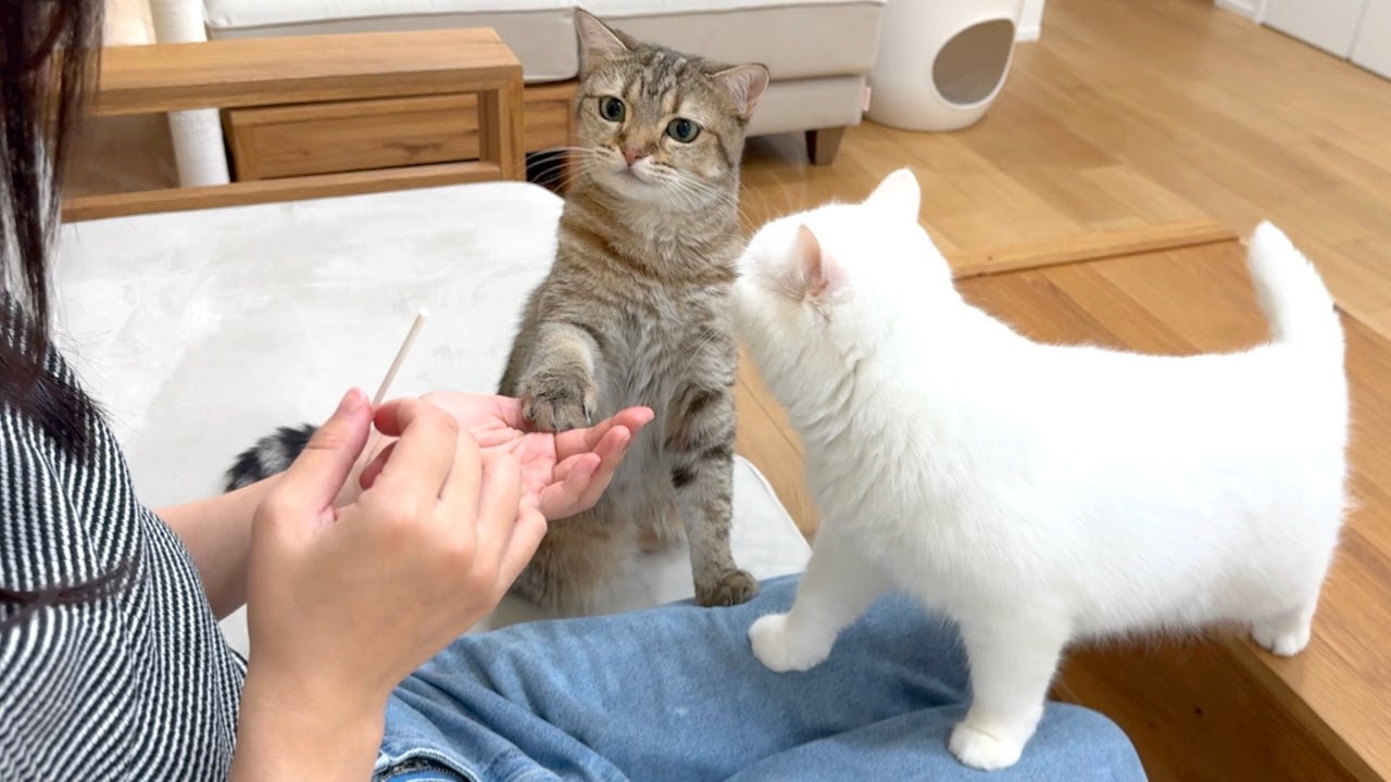 ドヤ顔でお手してるけどもう食べたでしょ…！