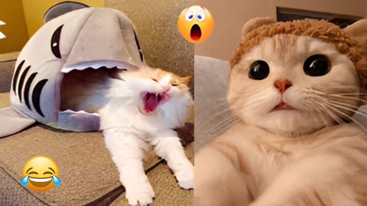 Funniest Cats and Dogs Clips 2025 😹🐶 | Try Not To Laugh Challenge 😂 #funnycats #funnydogs