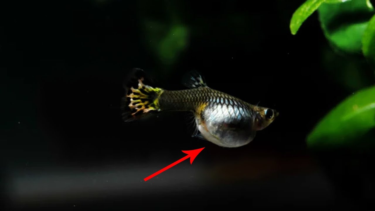 CIRI CIRI IKAN GUPPY MELAHIRKAN & PERAWATANNYA