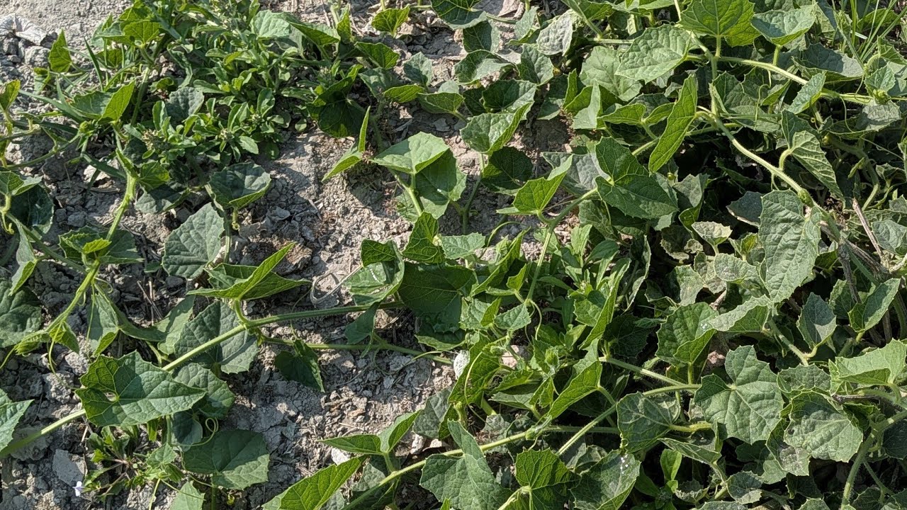 🌾 Bihari Farmer Live | खेत से सीधा प्रसारण | परवल की खेती का पूरा सच | Village Farming Life Bihar