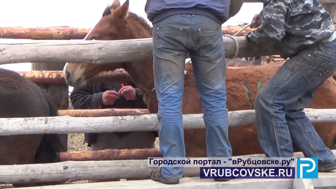 Желаемое и реальность: Как в Алтайском крае сельское хозяйство «развивают»