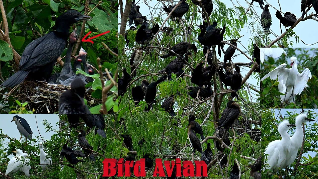Hiding flooded forest is the shelter of alot of bird in Cambodia country ep12