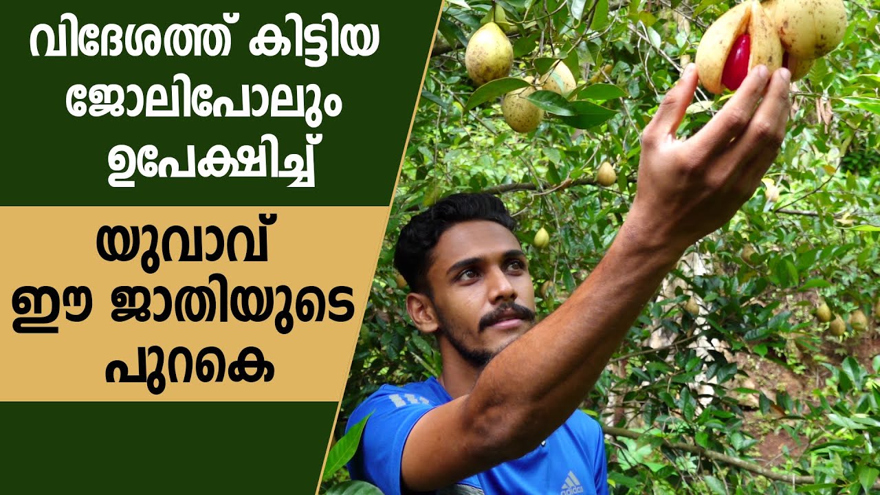 യുവാവിന് ലക്ഷങ്ങള്‍ നല്‍കിയ ജാതി #nutmeg #farming #nutmegs #krishi