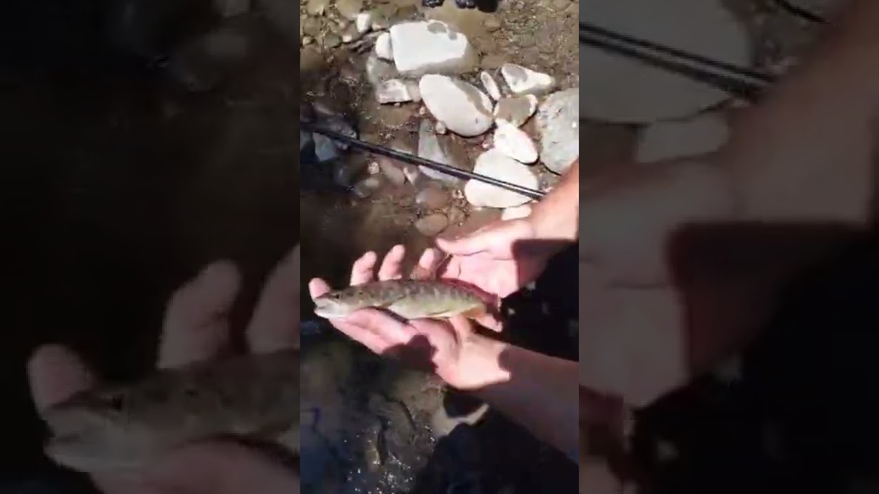 Липень Рибалка в Косівські Поляні ...Річка Кісва...