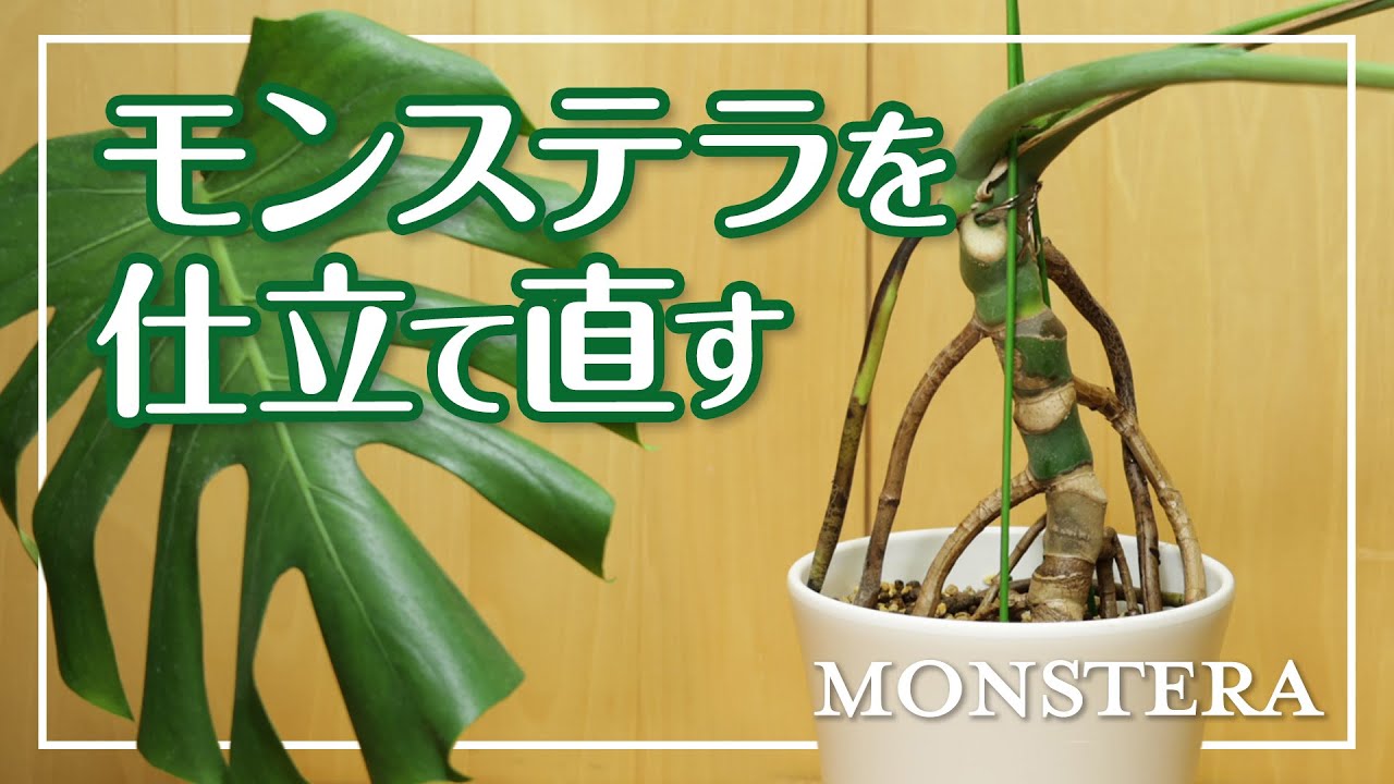 【モンステラ　垂直仕立て】気根をうまく利用して支柱を使わず垂直に仕立て直してみます [ monstera transplant ]