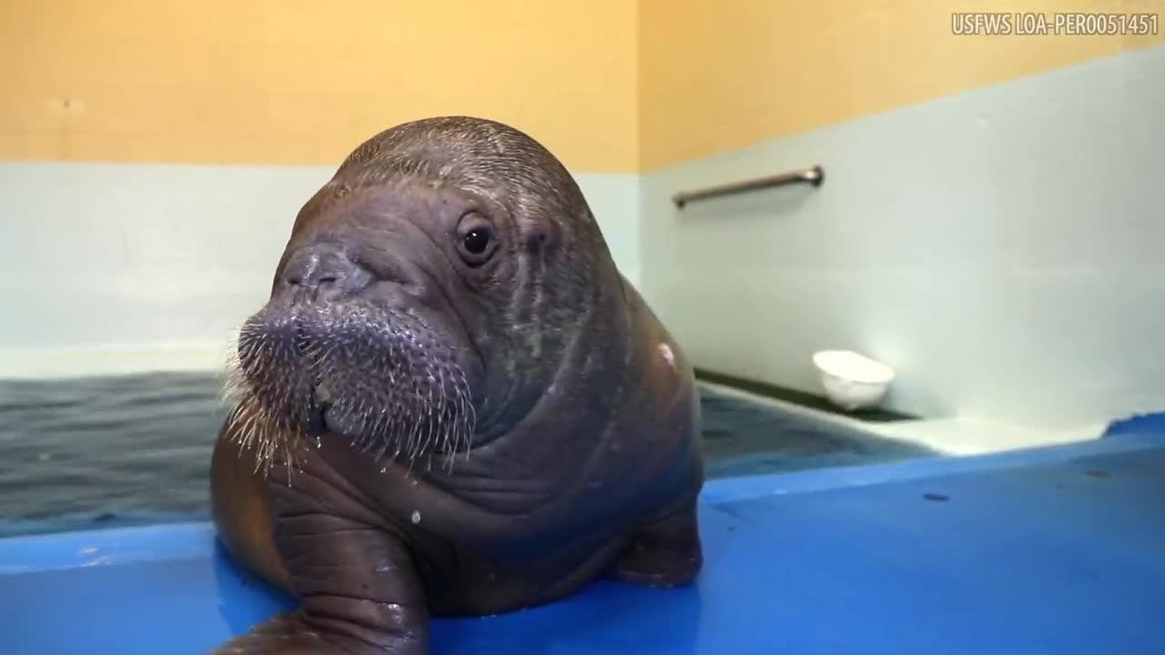 Orphaned Alaska walrus calf now at new home in Florida
