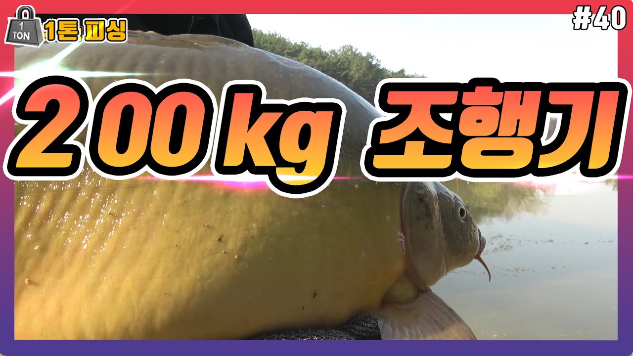 200kg   향어 외통낚시 후기   [하드코어 리뉴얼 문화낚시터]