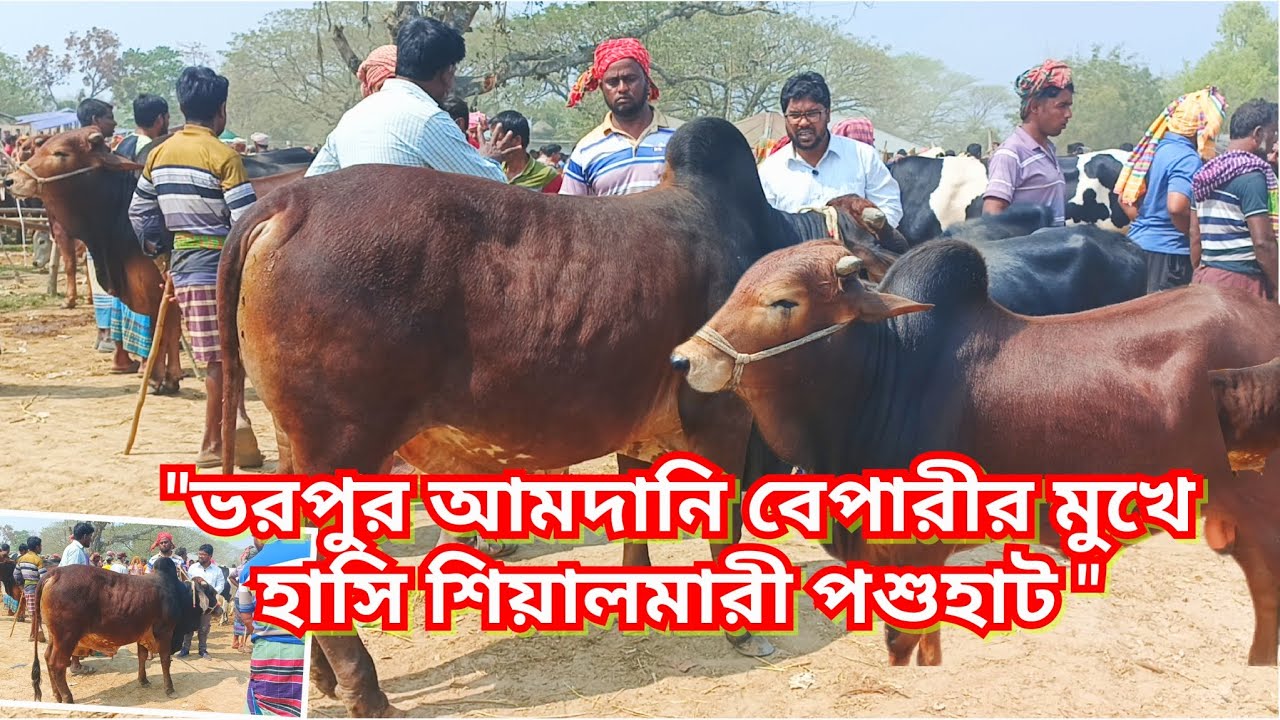 শিয়ালমারী পশুহাটে গরুর জোয়ার! বেপারীদের মুখে চওড়া হাসি। 
