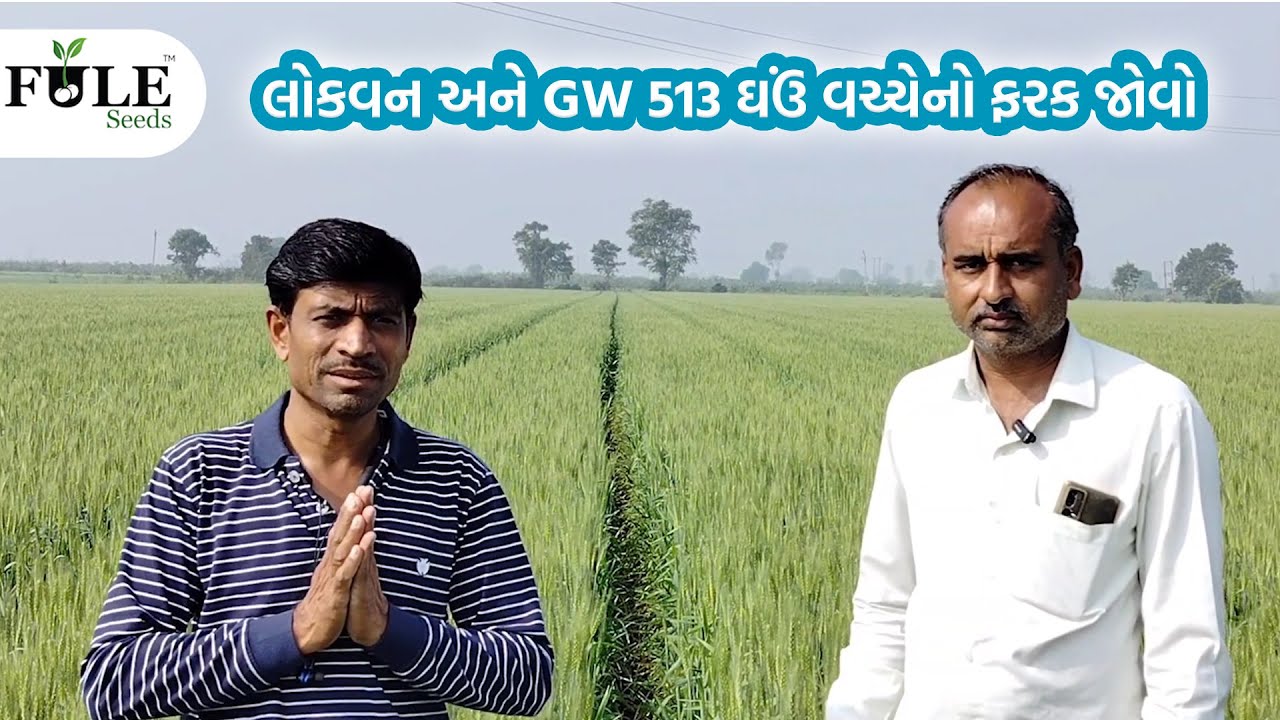 લોકવન અને GW 513 ઘઉં વચ્ચેનો ફરક જોવો ...