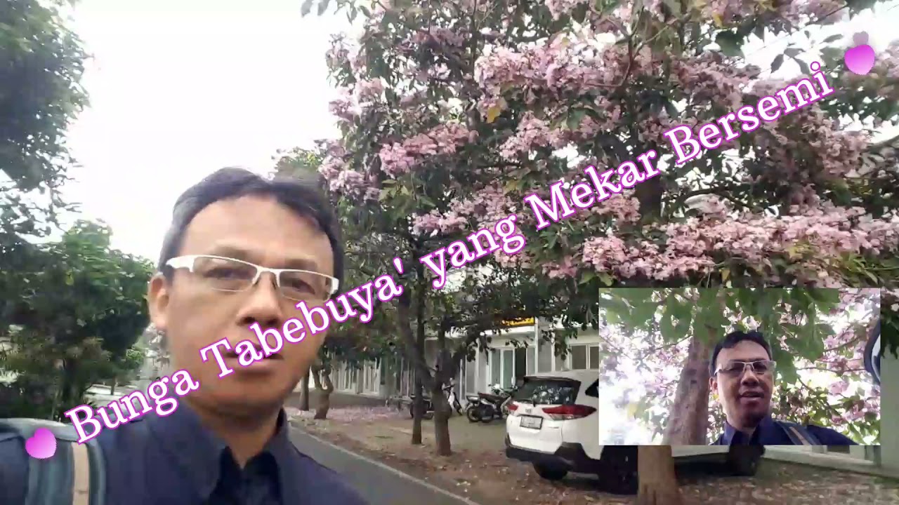 TABEBUYA MEKAR BERSEMI, BUNGANYA SEMERBAK INDAH (Okt - Des 2021) 