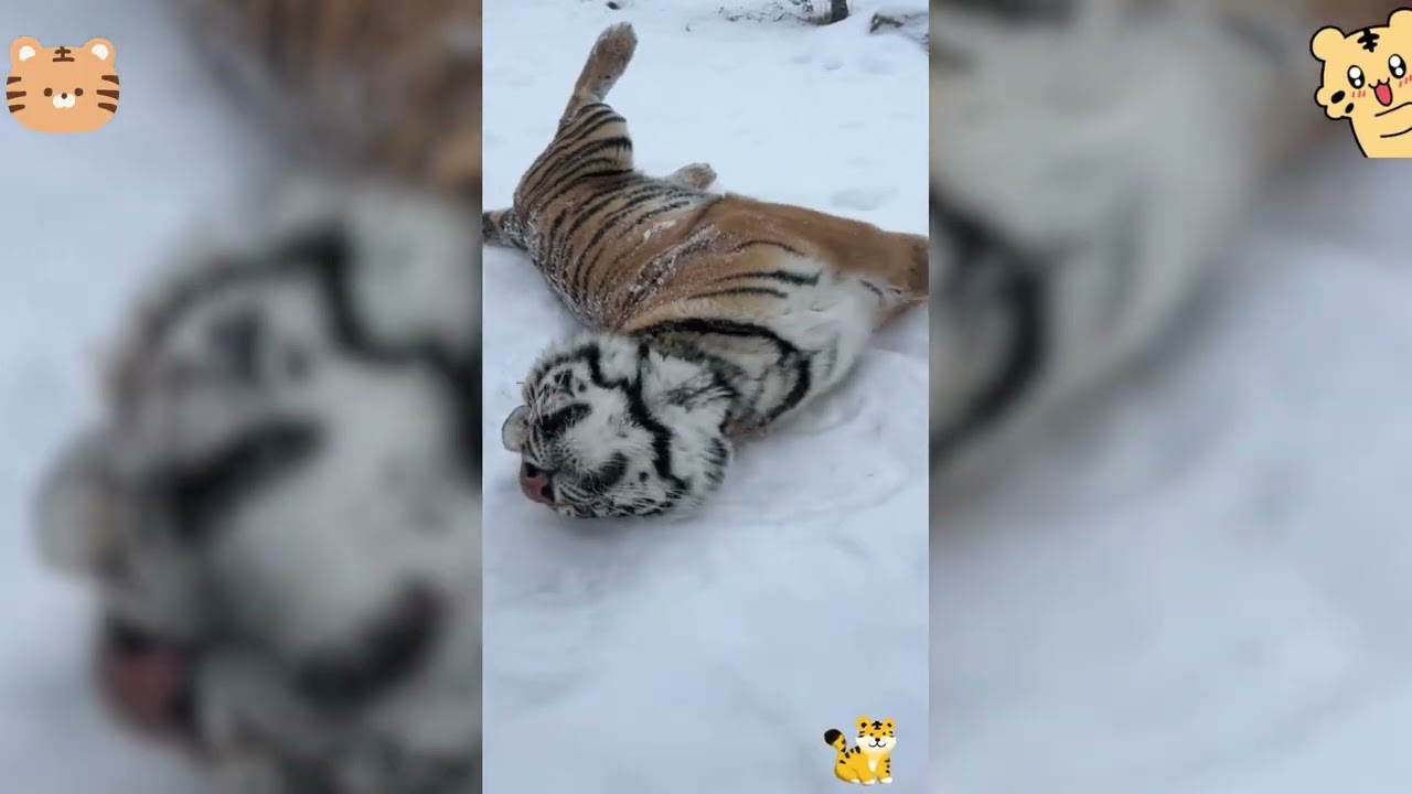 Большая кошка #большаякошка #большиекошки #животные #дикаяприрода #тигр