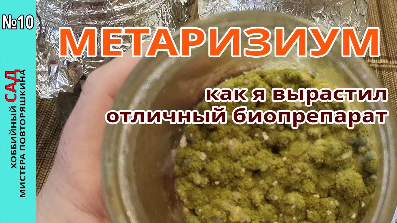 #Метаризиум. Ценный биопрепарат своими руками. Как вырастить дома чистую культуру.
