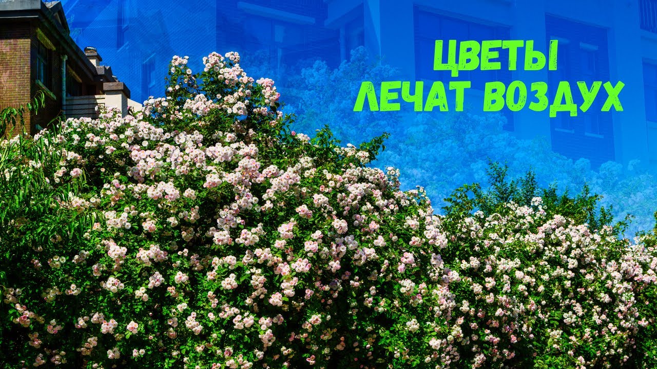 Цветы против болезней! Как комнатные растения очищают воздух и лечат нас без таблеток