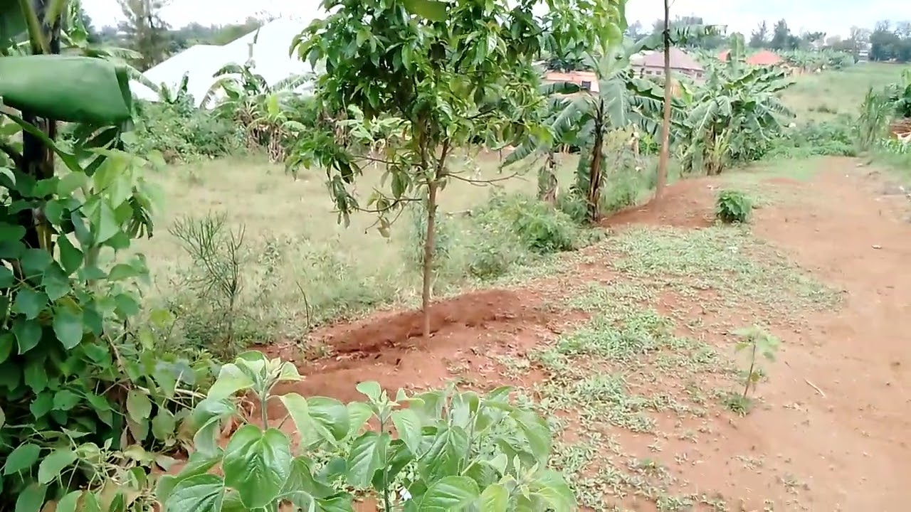 RESIDENTIAL PLOT FOR SALE &ndash; BUGESERA