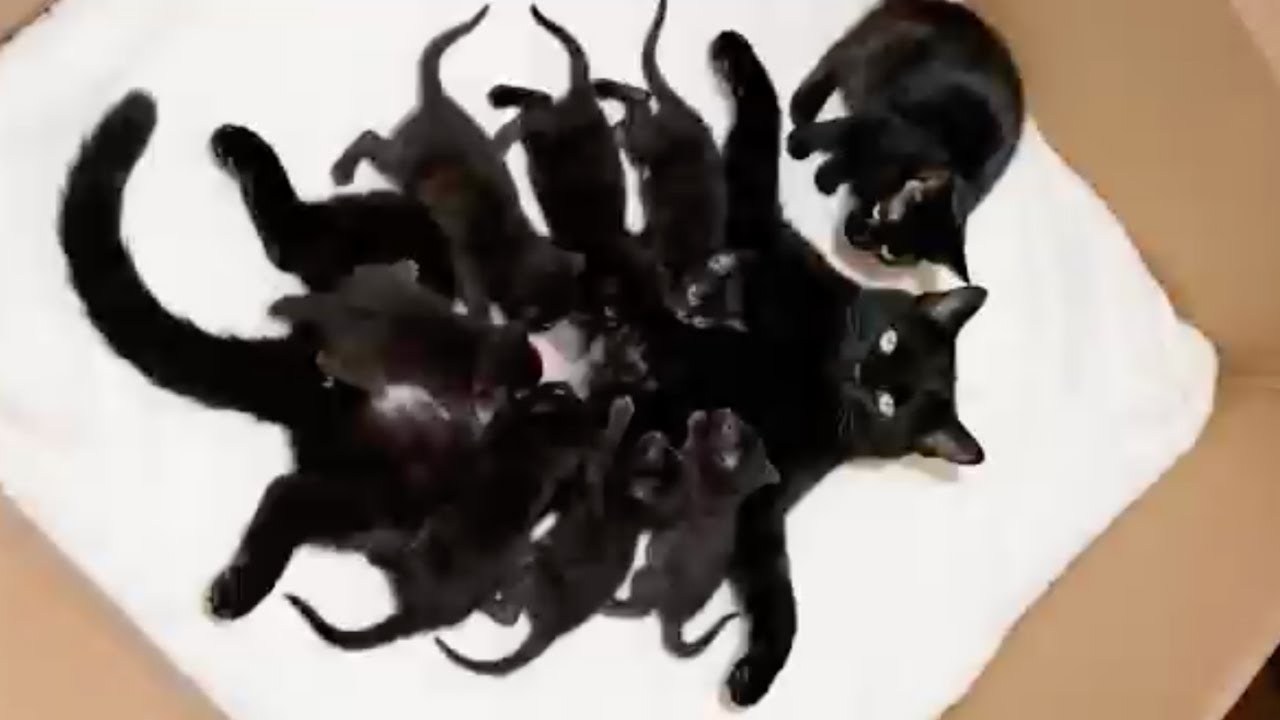 Cats and Kittens Being Soft, Silly, and Adorable for 17+ IG Reels