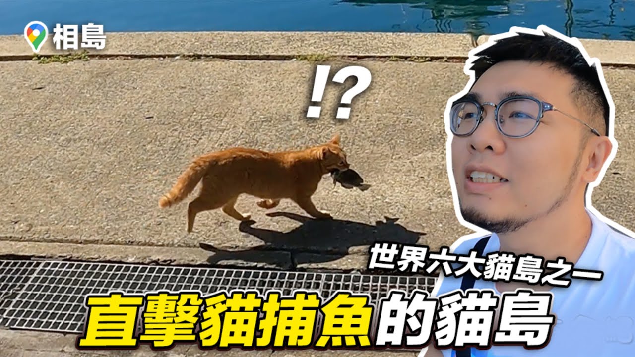 【直擊貓捕魚的貓島！世界六大貓島之一！福岡相島】志銘與狸貓