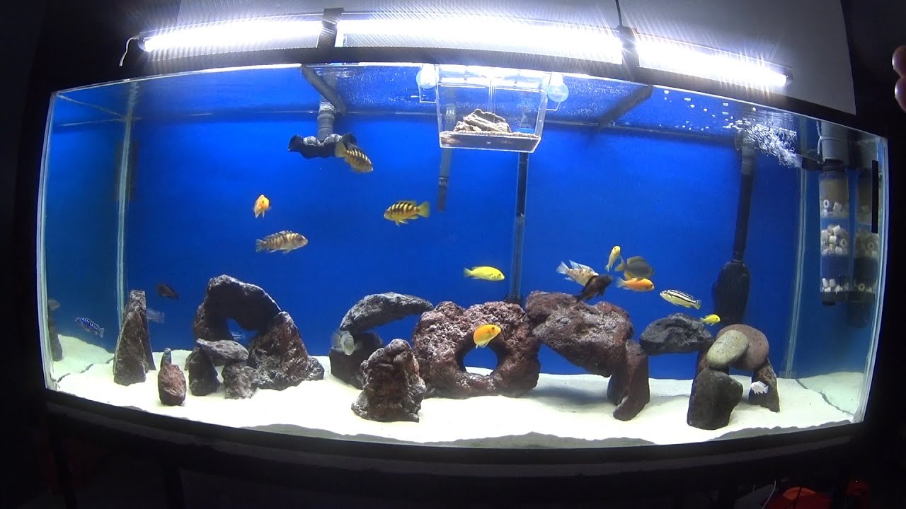 Como tener el agua cristalina de tu acuario (Mario Blogs)