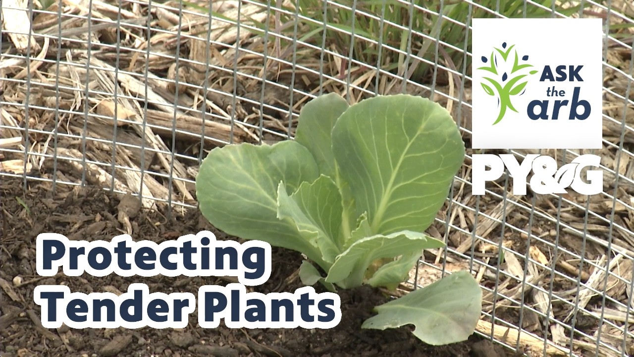 Protecting Tender Plants | Ask the Arboretum Experts