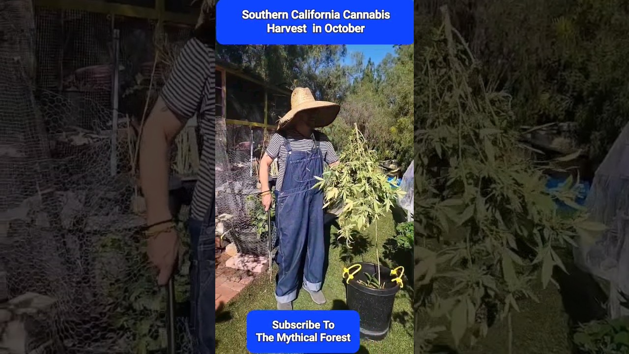 CBD Harvest in Southern California #themythicalforest