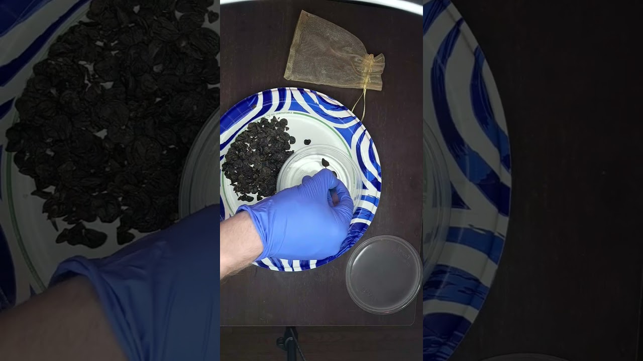 Germinating Amaryllis seeds in water!