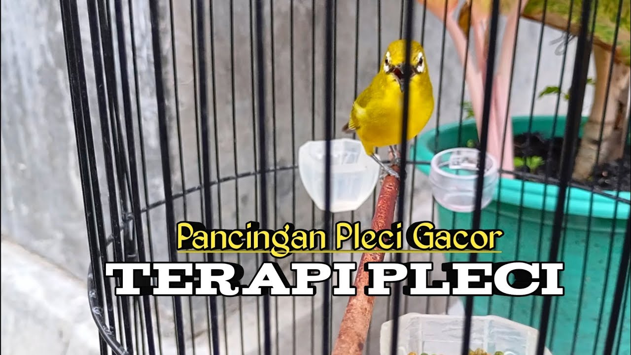 TERAPI PLECI NGERIWIK KASAR DAN NGALAS 🔥 Ampuh Sekali Buat Bahan Mu Emosi #pleci #birds #terapipleci