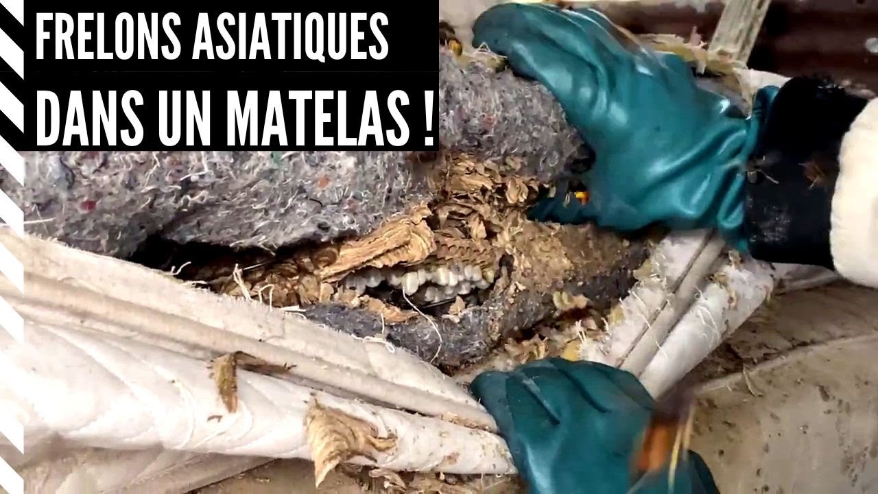 frelons asiatiques : dans un matelas !