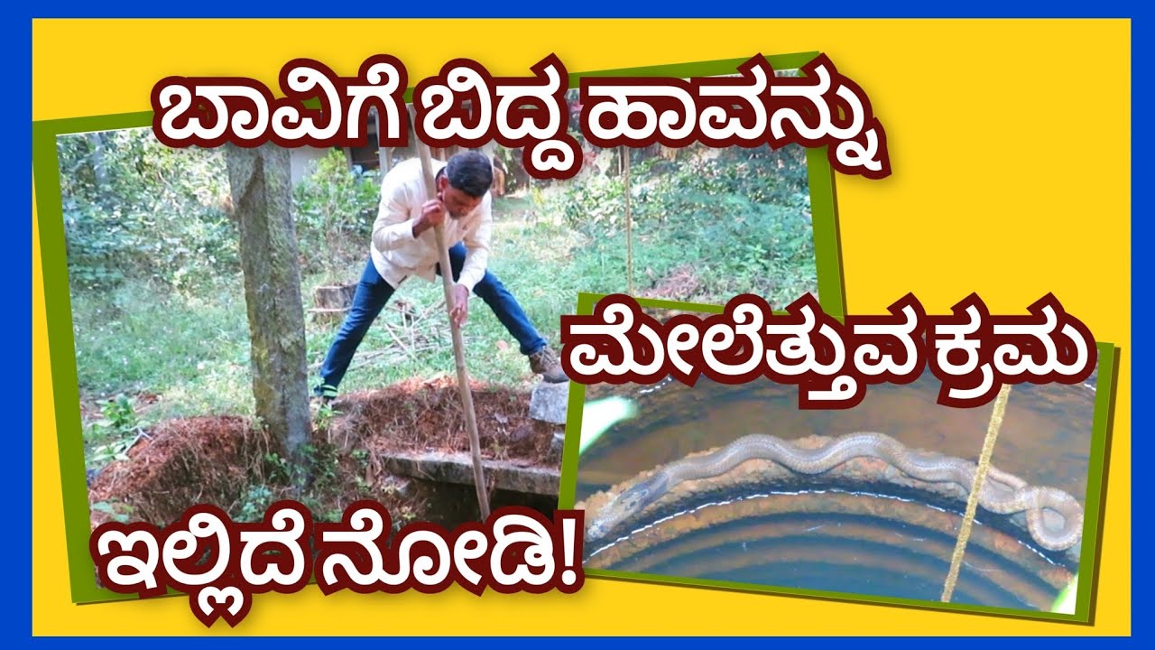 ಬಾವಿಗೆ ಬಿದ್ದ ಹಾವನ್ನು ಮೇಲೆತ್ತುವ ಒಂದು ಸುಲಭ ಕ್ರಮ ಇಲ್ಲಿದೆ ನೋಡಿ!
