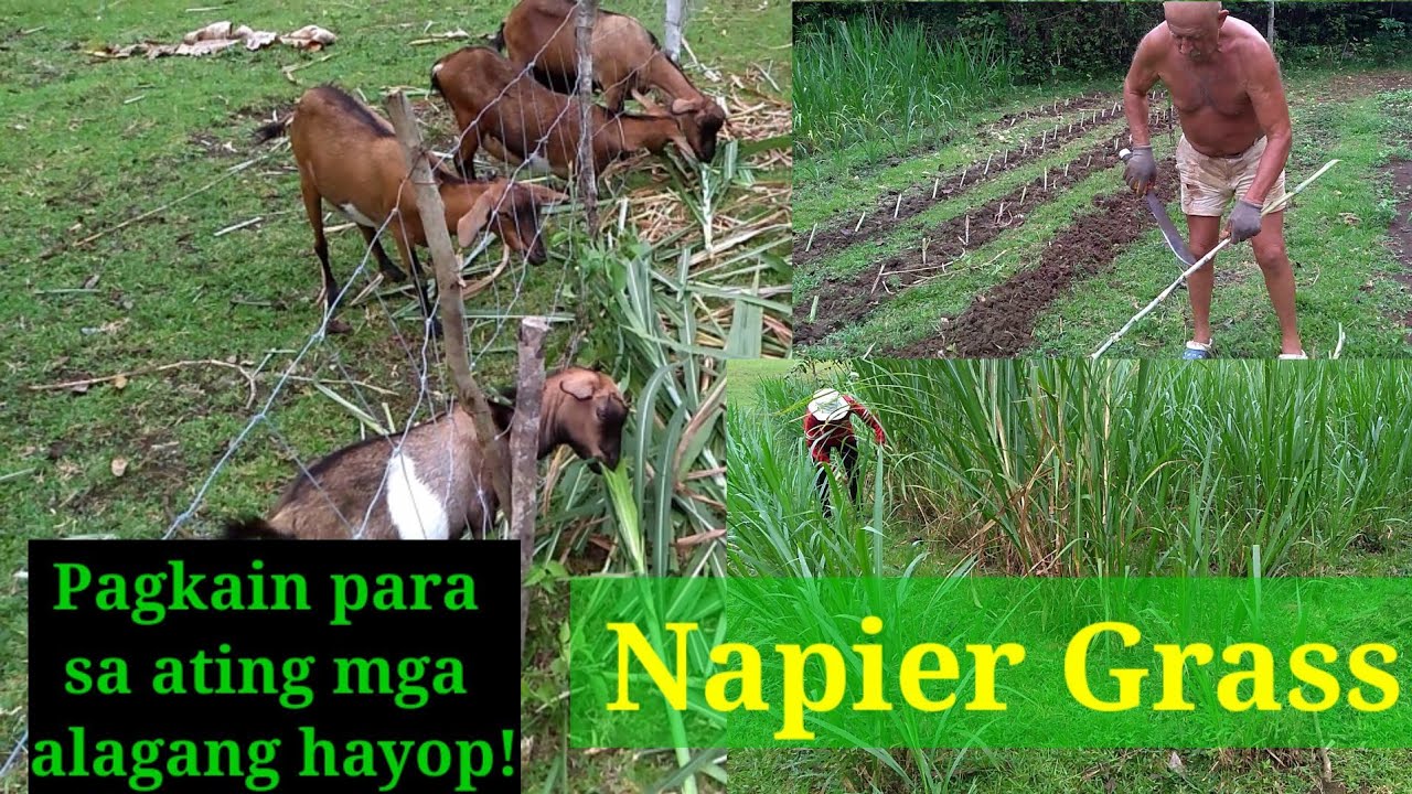 Napier Grass in Bohol, Philippines//Pagkain para sa ating mga alagang hayop