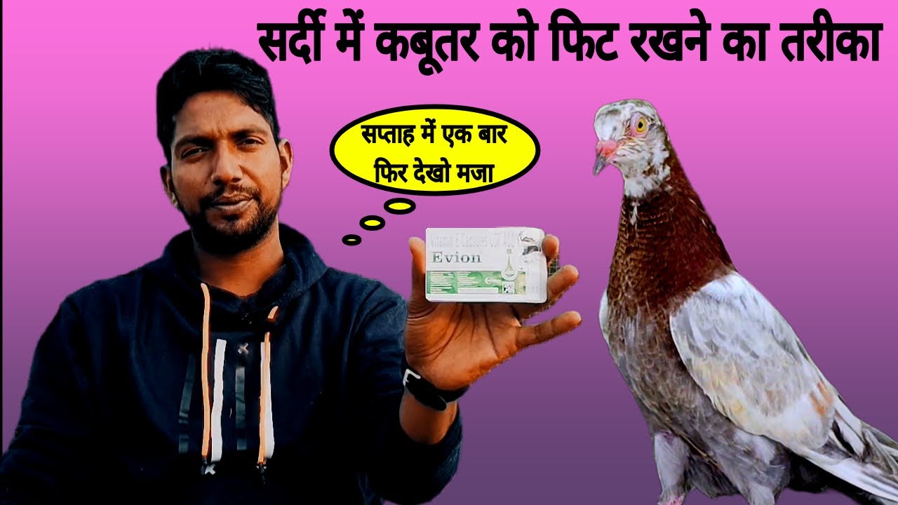Sardi mein kabutar ko fit rakhne ka Tarika | सर्दी में कबूतर को फिट रखने का तरीका #pigeon #kabutar