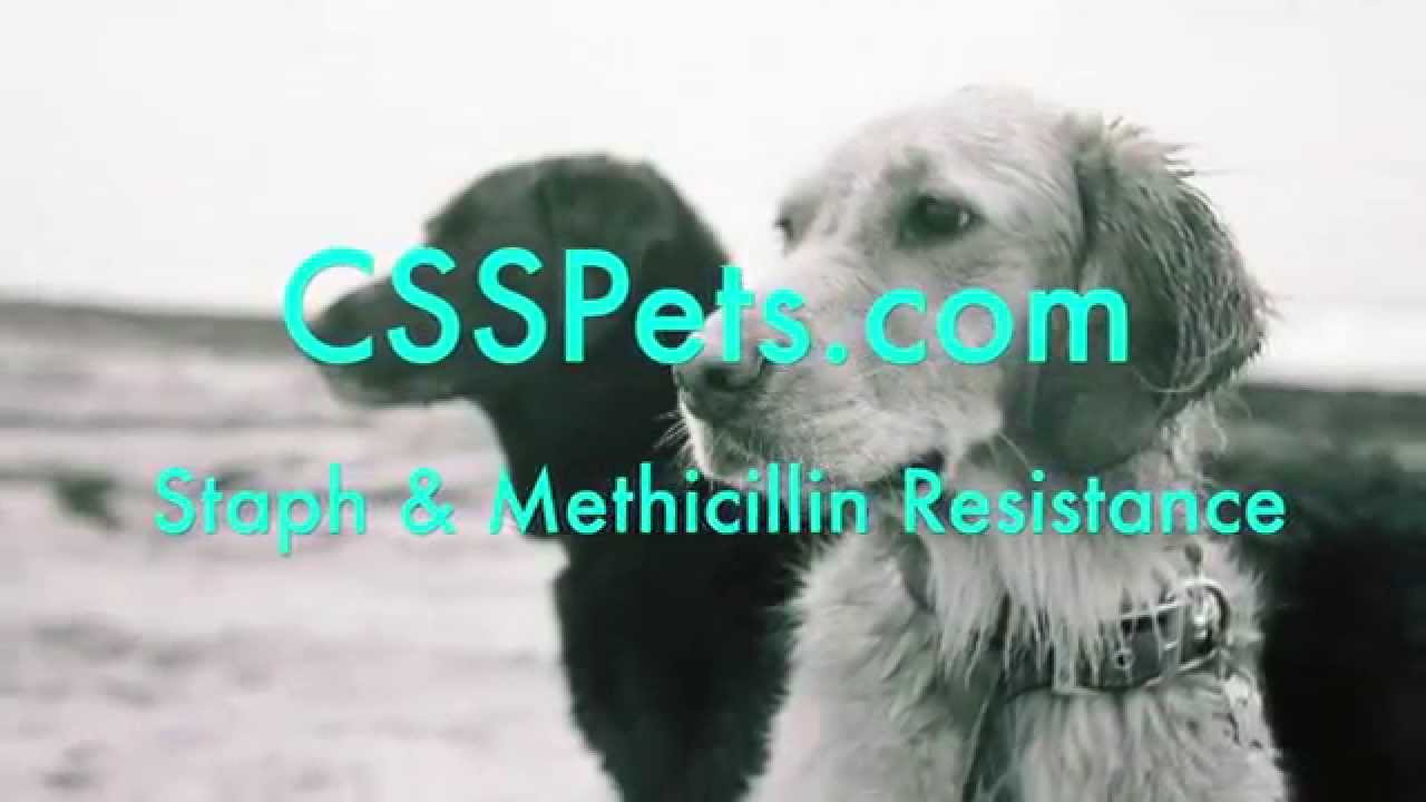 Staph in dogs & methicillin resistance
