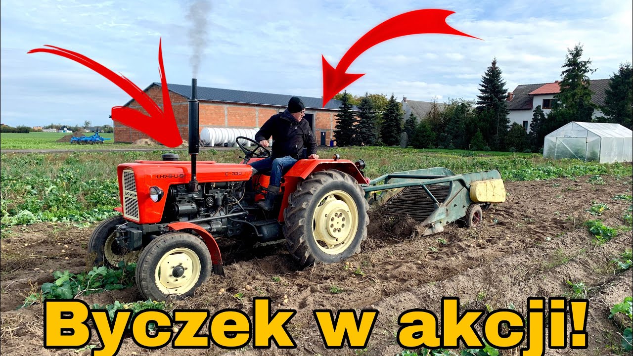 #280- Wykopki ziemniaków 2019! Byczek (Ursus c330) w akcji!
