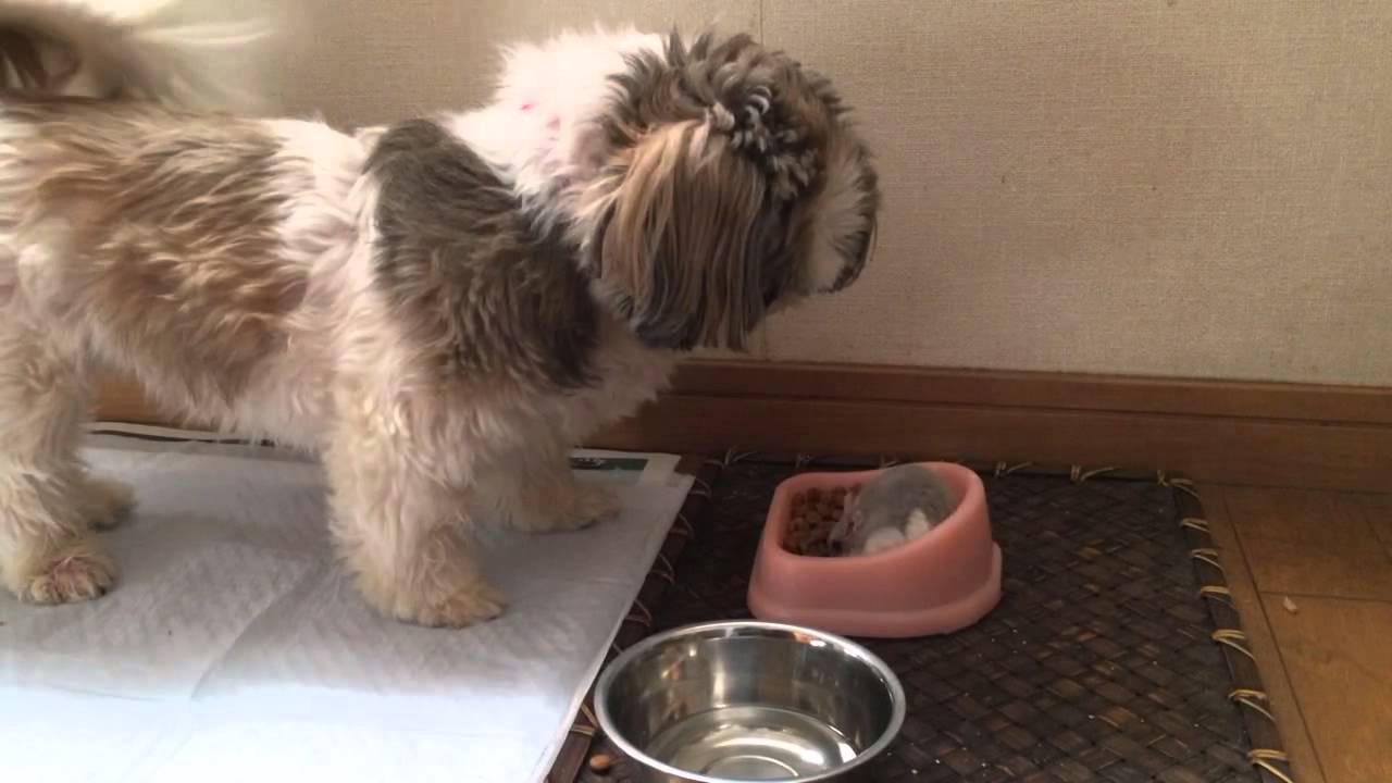 ハムスターvsシーズー